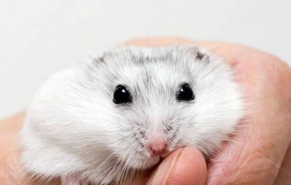 坎氏毛足鼠的饲养方法（打造健康可爱的宠物生活）