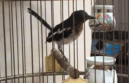 黑白四喜鸟自家繁殖方法