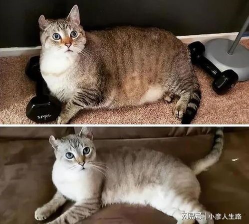 “猫咪减肥，科学饮食，适量运动。”