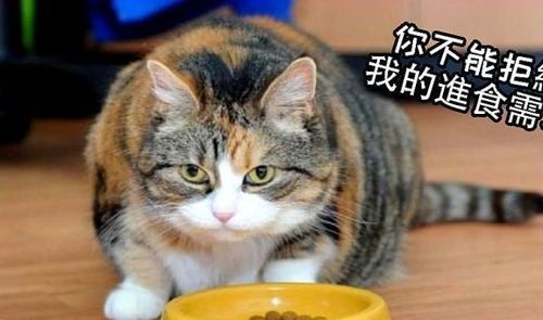 预防猫咪减肥后体重回升