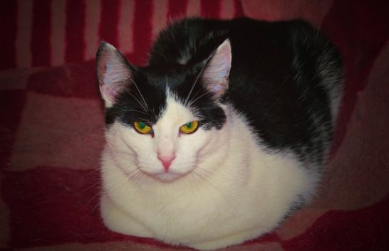 什么情况下猫咪需要减肥?手把手教你猫减肥指南!