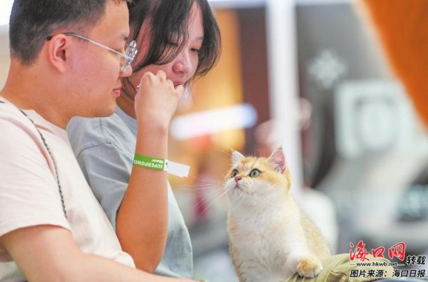 市民游客在宠物主题店铺内与小猫互动。