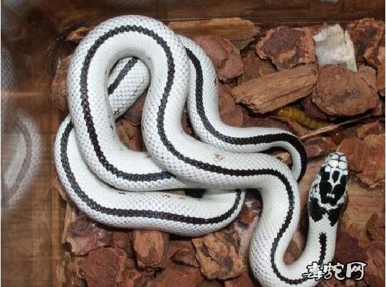 宠物蛇都有哪些？常见宠物蛇品种大全！