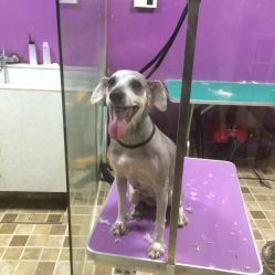 绵阳宠物店：如何挑选适合自己的宠物？宠物品种特点及饲养技巧