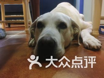 绵阳宠物店：如何挑选适合自己的宠物？宠物品种特点及饲养技巧