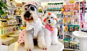 绵阳宠物店：如何挑选适合自己的宠物？宠物品种特点及饲养技巧