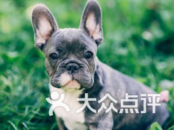 绵阳宠物店：如何挑选适合自己的宠物？宠物品种特点及饲养技巧