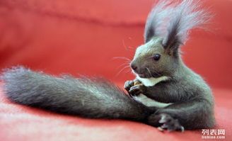 宠物松鼠一般能活多久呢？