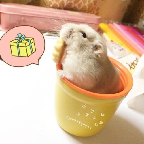 养仓鼠的主人们一定要注意啦，这么做会减少仓鼠寿命的！