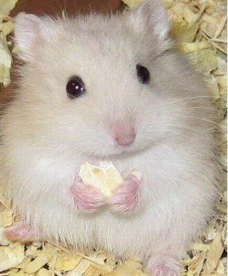 养仓鼠的主人们一定要注意啦，这么做会减少仓鼠寿命的！