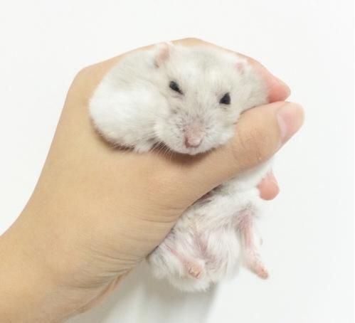 养仓鼠的主人们一定要注意啦，这么做会减少仓鼠寿命的！