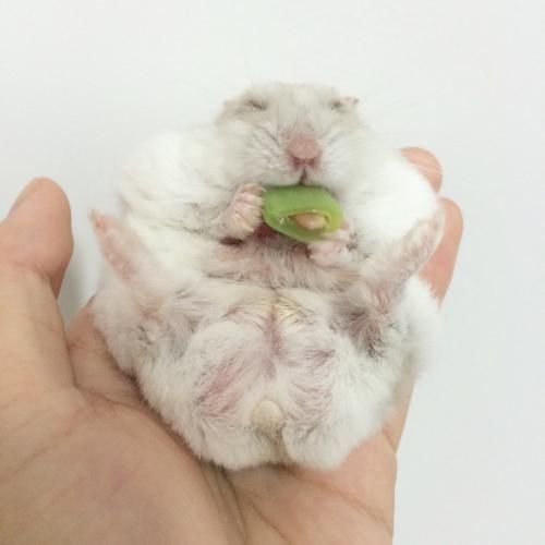 养仓鼠的主人们一定要注意啦，这么做会减少仓鼠寿命的！