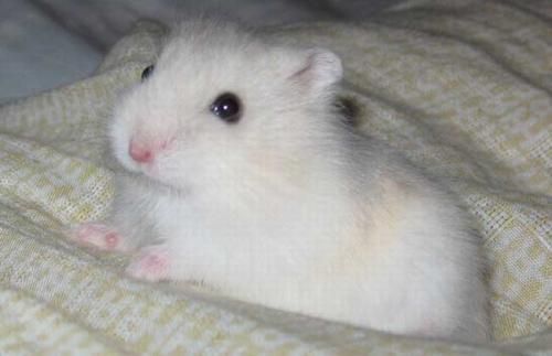 养仓鼠的主人们一定要注意啦，这么做会减少仓鼠寿命的！