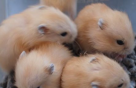 布丁仓鼠的寿命?布丁仓鼠寿命也就在2到3年