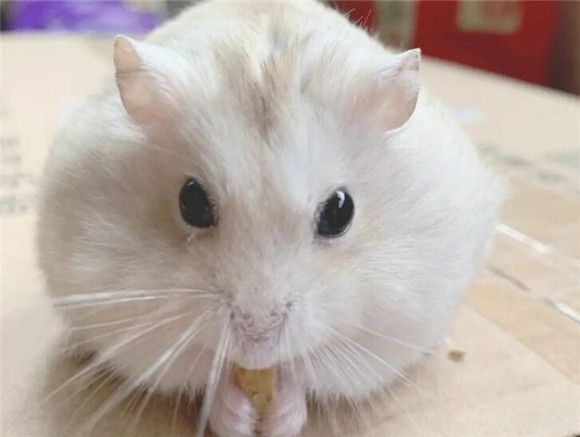 布丁仓鼠的寿命?布丁仓鼠寿命也就在2到3年