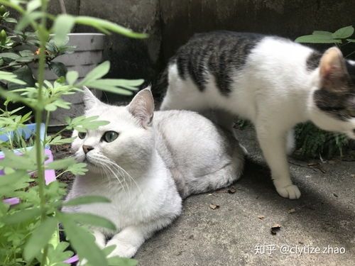 宠物猫怎么训练不跑丢
