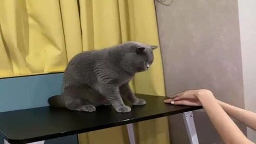 宠物猫怎么训练才听话