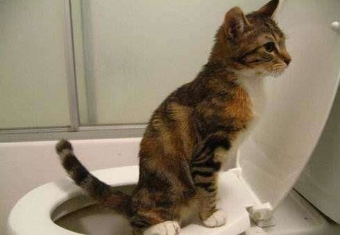 宠物猫的宝宝怎么训练