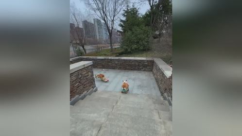 狗板合一 没有狗子滑的遛！