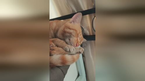 乌鸦上岗做牙医了