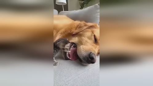 狗子蒙圈了，委屈巴巴！