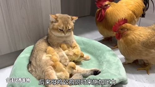 带娃上瘾的猫咪