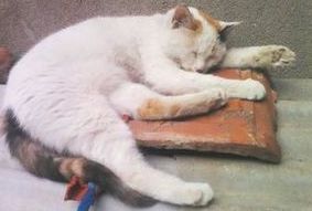 如何训练猫咪不跳上床?训练猫不上床的方法!