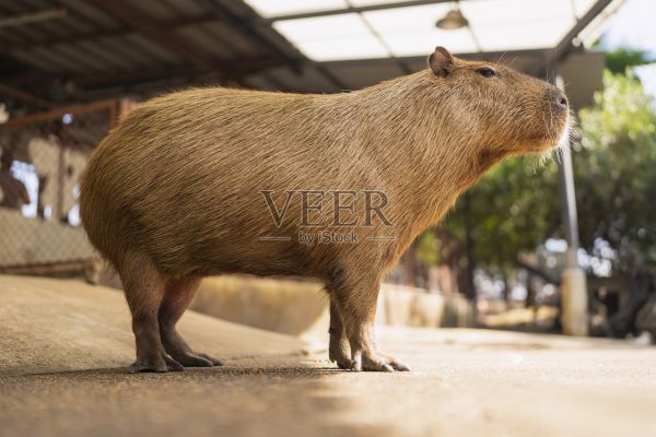 特写一只水豚，一种受欢迎的异宠，平静地站立在类似家庭的环境中。它温和的性格和独特的外观使其成为宠物、生活方式和动物护理内容的理想选择。照片摄影图片