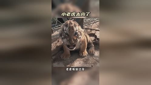 小老虎太凶了