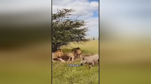 这野猪有点儿大胆呀