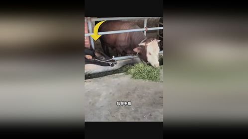 牛牛被一声声大哥迷失了自我