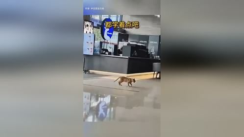 猫猫的奇葩行为