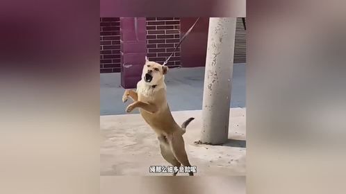 这下知道为什么拴着它了吧