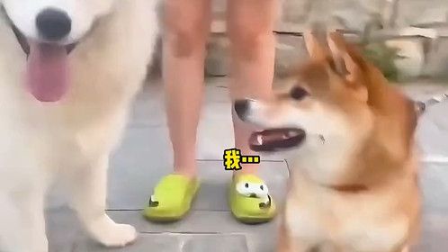 动物搞笑小视频