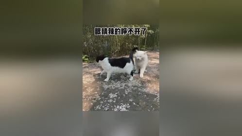 猫咪：这个味有点儿辣眼睛