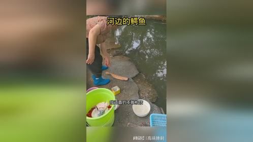 河边发现的一条鳄鱼，怎么会在这里呢