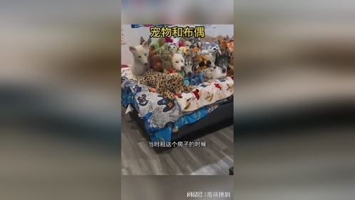 家里的宠物和布偶，还真的看不出来