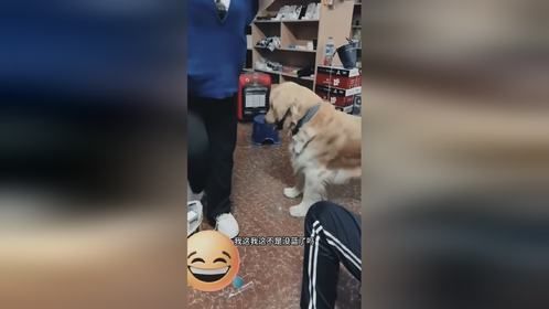 狗仗人势的小狗