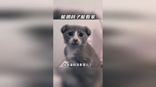 能抓耗子能看家