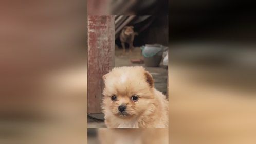 小狗主意可正了