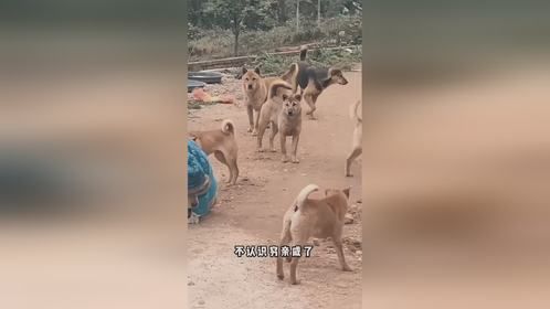 回屯子还装上了