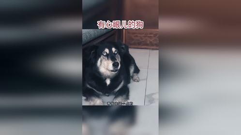 做狗也要有心眼