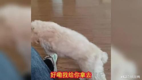 球球太懂事儿了，老爸生病了偷偷去给老爸把药买回来了