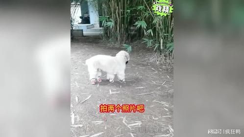 球球拍照纪念疫情期间带口罩的日子