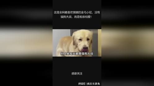 这是全网最喜欢猫猫的金毛小尼，没有猫狗大战，而是相亲相爱！