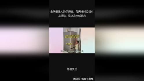 全网最像人的保姆猫，每天准时监督小主睡觉，早上准点喊起床