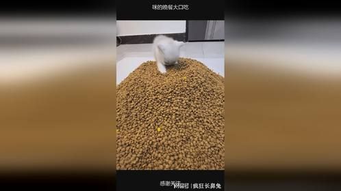 咪的晚餐大口吃