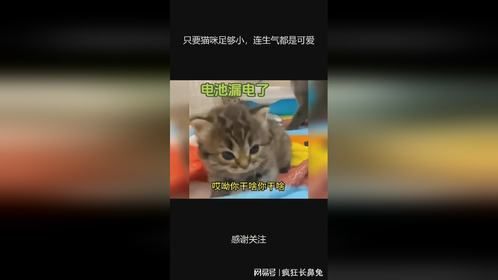 只要猫咪足够小，连生气都是可爱