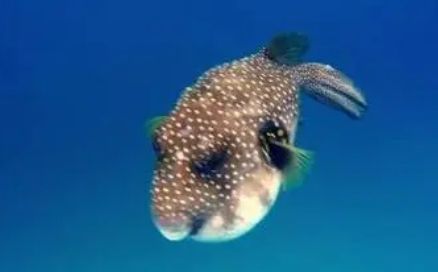 河豚是不是哺乳动物