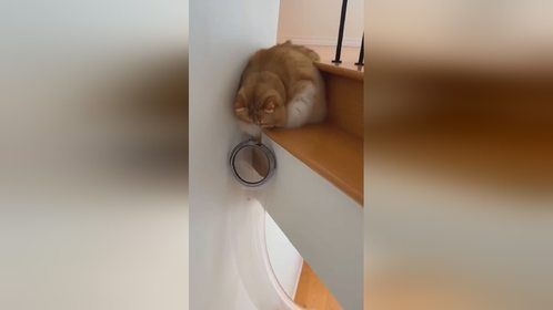 网友说好丝滑的猫咪